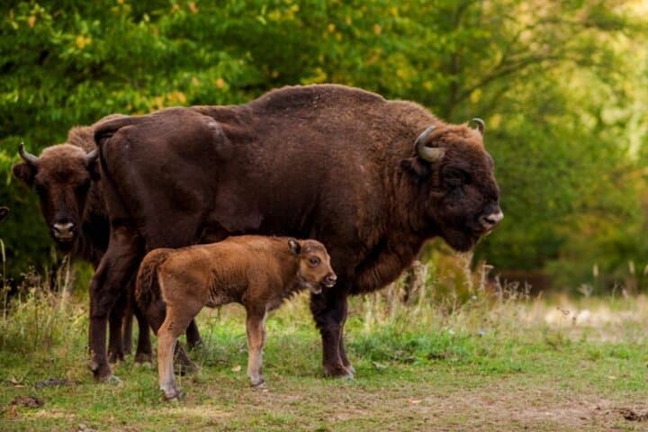 Bison Sanctuary, Târgovişte Princely Court & Snagov Monastery Day Trip from Bucharest photo 2