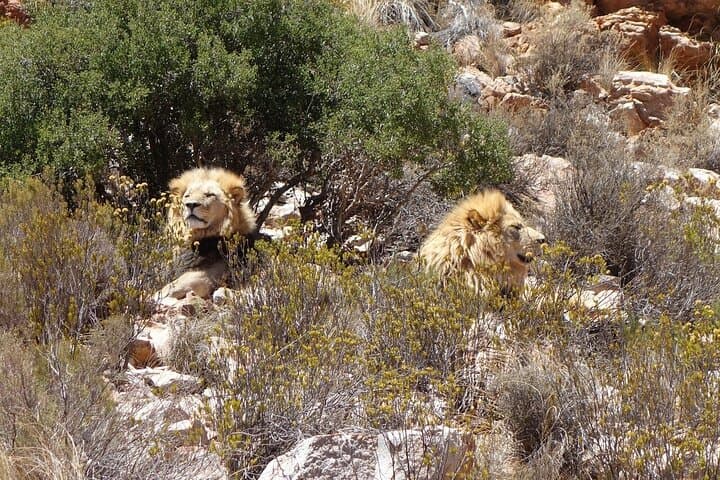 3 Days Private Wildlife Safari and Garden Route from Cape Town photo 1