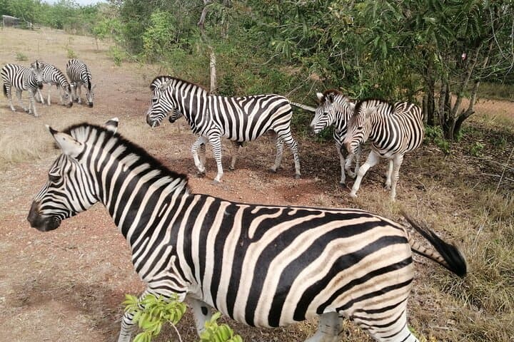 Morning Safari at Shai Hills: Half-Day Wildlife and Cultural Drive from Accra