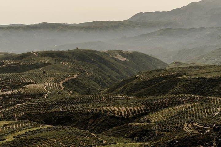 Chania Jeep Safari: Wine & Olive Oil Tasting from Terra Creta to the Ancient Olive of Vouves photo 3