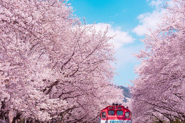 Jinhae Cherry Blossom Festival: Gyeonghwa Station Day Tour from Seoul