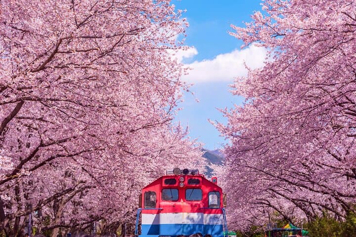 Jinhae Cherry Blossom Day Tour from Busan — Gyeonghwa Station & Yeojwacheon Stream photo 2