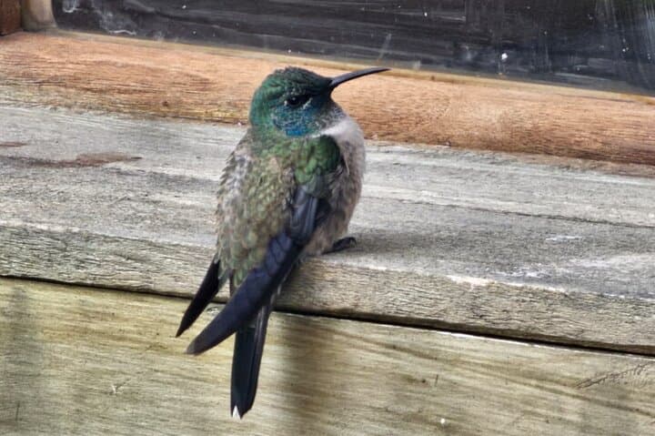 Antisana Condor Sanctuary: Day Trip from Quito to See Condors & Hummingbirds photo 6