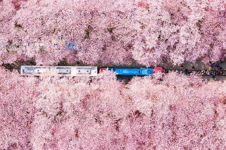 Jinhae Cherry Blossom Day Tour from Busan — Gyeonghwa Station & Yeojwacheon Stream