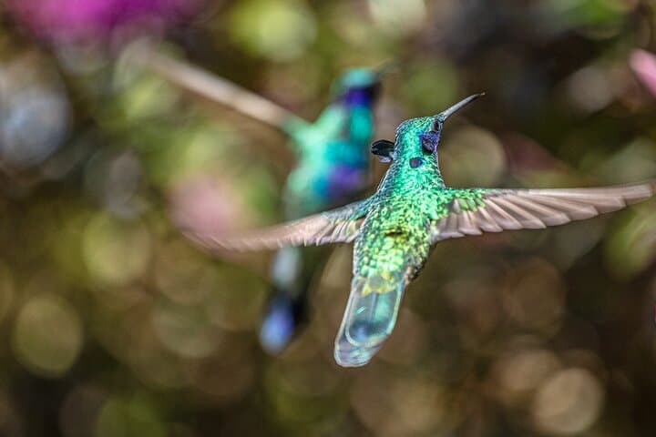 Hummingbird Watching at Bogotá’s Hummingbird Observatory