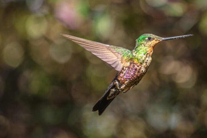 Hummingbird Watching at Bogotá’s Hummingbird Observatory photo 2