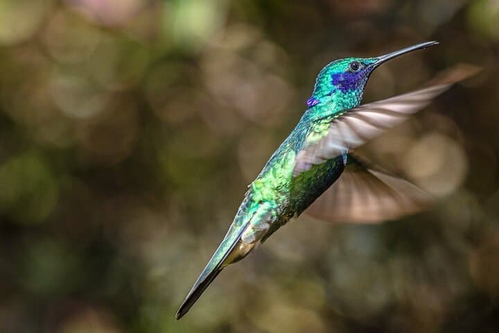 Hummingbird Watching at Bogotá’s Hummingbird Observatory photo 3