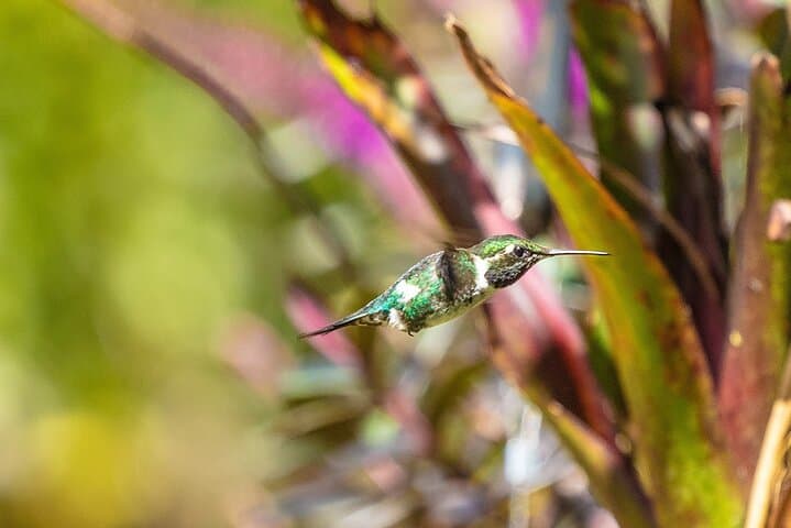Hummingbird Watching at Bogotá’s Hummingbird Observatory photo 5