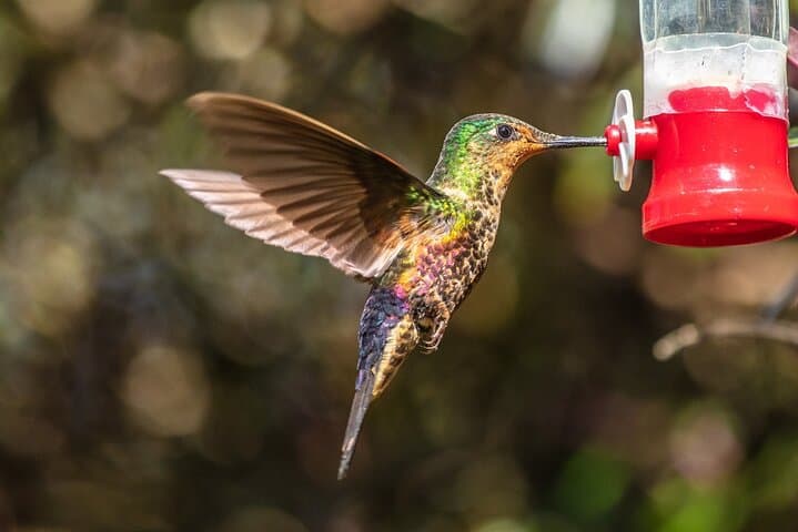 Hummingbird Watching at Bogotá’s Hummingbird Observatory photo 6