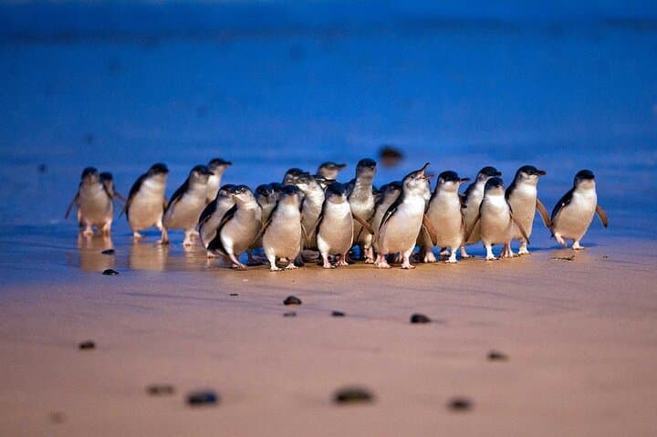 Philip Island Penguin Parade & Wallaby Spotting — Express Wildlife Day Tour from Melbourne photo 1