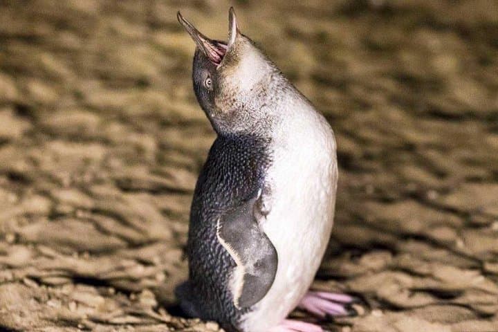 Philip Island Penguin Parade & Wallaby Spotting — Express Wildlife Day Tour from Melbourne photo 2
