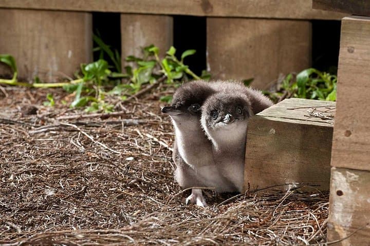 Philip Island Penguin Parade & Wallaby Spotting — Express Wildlife Day Tour from Melbourne photo 3