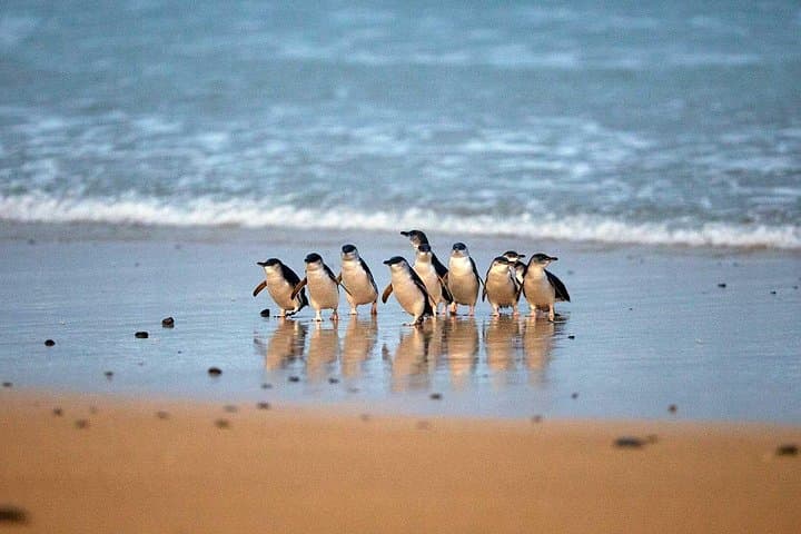 Philip Island Penguin Parade & Wallaby Spotting — Express Wildlife Day Tour from Melbourne photo 4