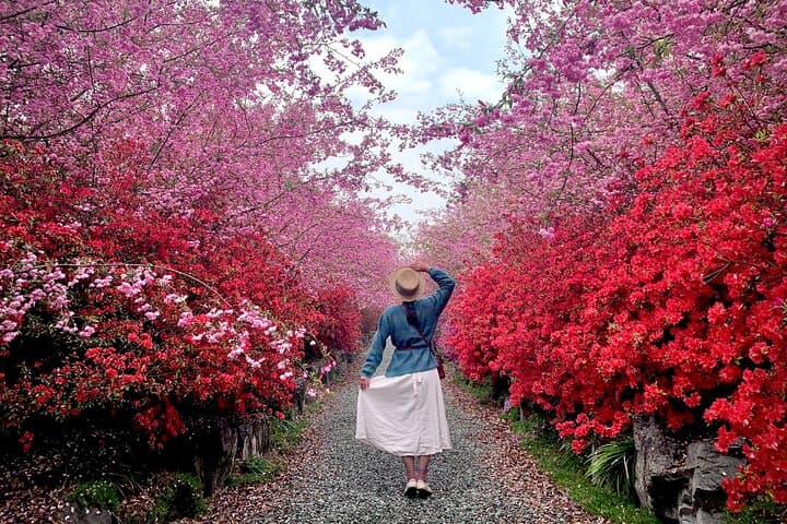 Chasing Cherry Blossoms from Seoul: One-Day Spring Flower Tour photo 5