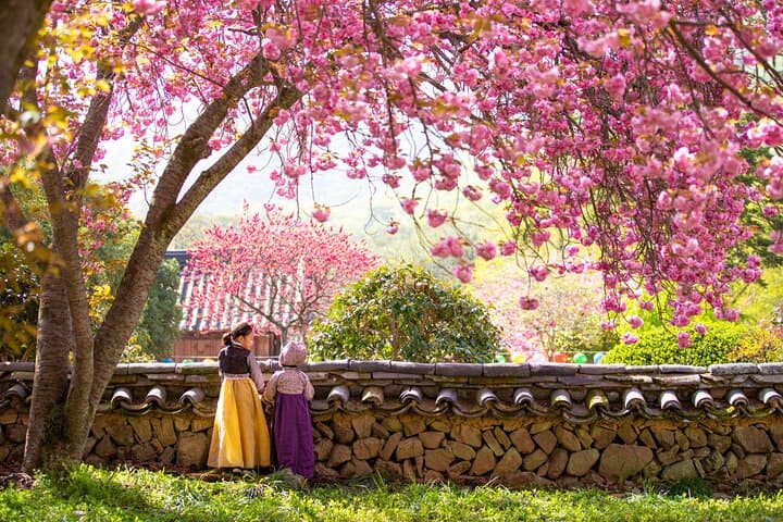 Busan Sky Capsule Cherry Blossom & Spring Flower Day Tour