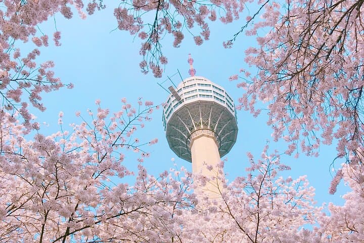 Busan Sky Capsule Cherry Blossom & Spring Flower Day Tour photo 3