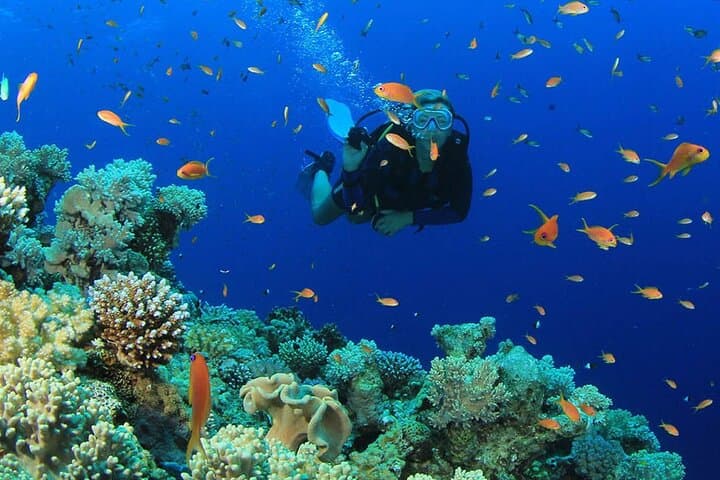 Scuba Diving in Alanya: Mediterranean Day Trip with Lunch photo 4