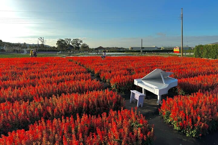 Taichung Day Trip: Flowers, Bubble Tea, Rainbow Village & Gaomei Wetland Sunset photo 3