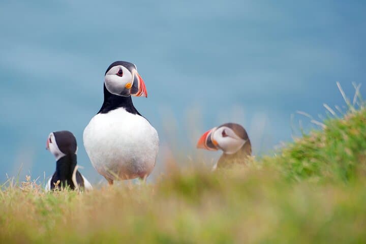 Westman Islands Private Day Trip from Reykjavik — Heimaey Volcanoes, Puffins & Eldfell