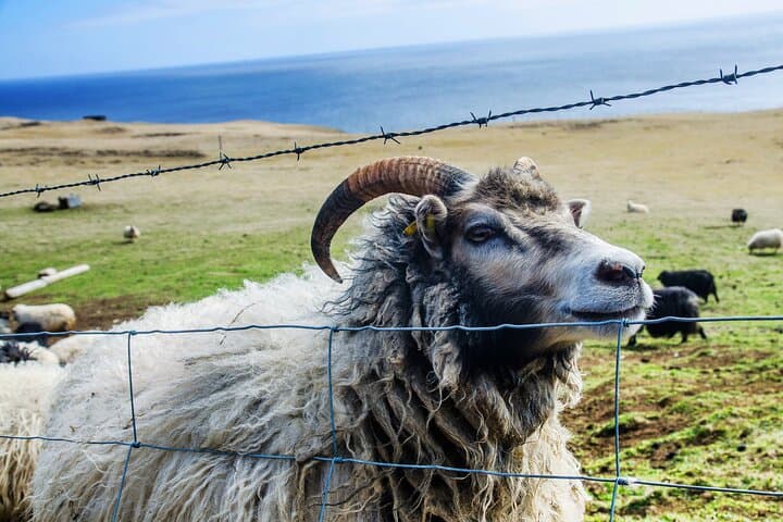 Westman Islands Private Day Trip from Reykjavik — Heimaey Volcanoes, Puffins & Eldfell photo 2