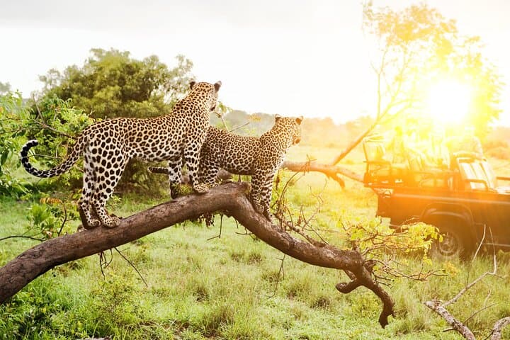 7-Day Northern Tanzania Safari: Serengeti, Ngorongoro & Tarangire photo 2