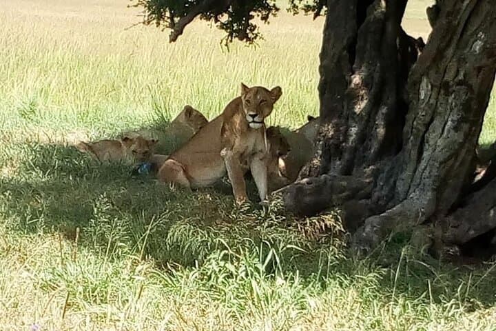 6-Day Private Great Migration Safari: Masai Mara & Lake Nakuru photo 6