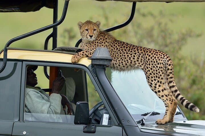 3-Day Masai Mara 4x4 Safari — Big Five Game Drives & Mara River Experience photo 3
