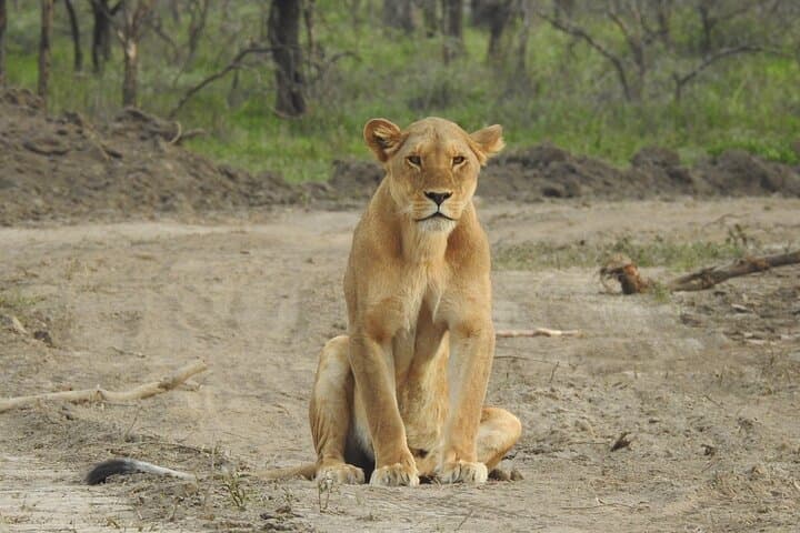 5-Day Private Camping Safari: Serengeti, Ngorongoro & Lake Manyara photo 6