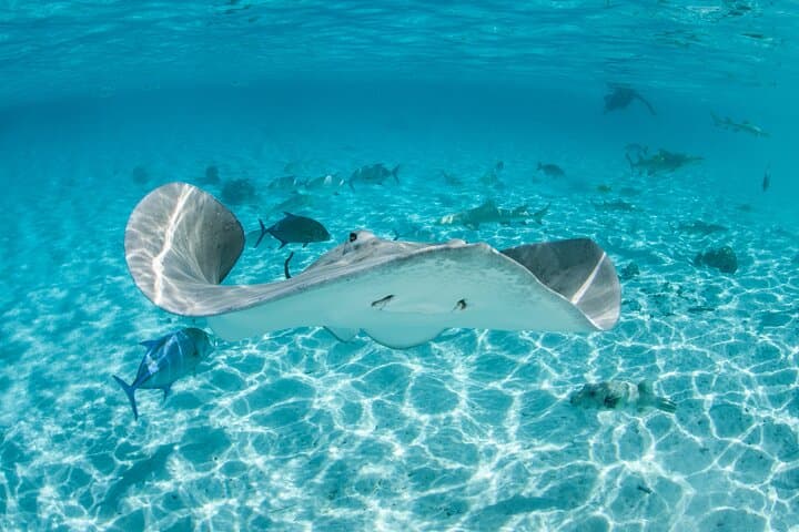 Moorea Lagoon Exploration and Snorkeling with Stingrays, Sharks and Turtles photo 2
