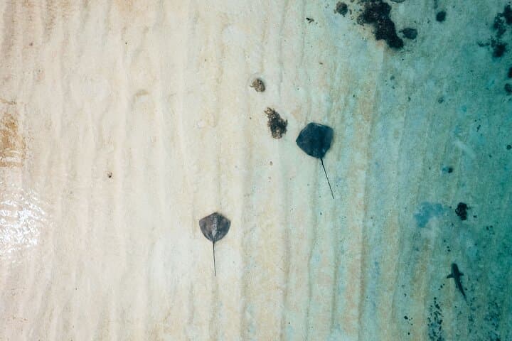 Moorea Lagoon Exploration and Snorkeling with Stingrays, Sharks and Turtles photo 4