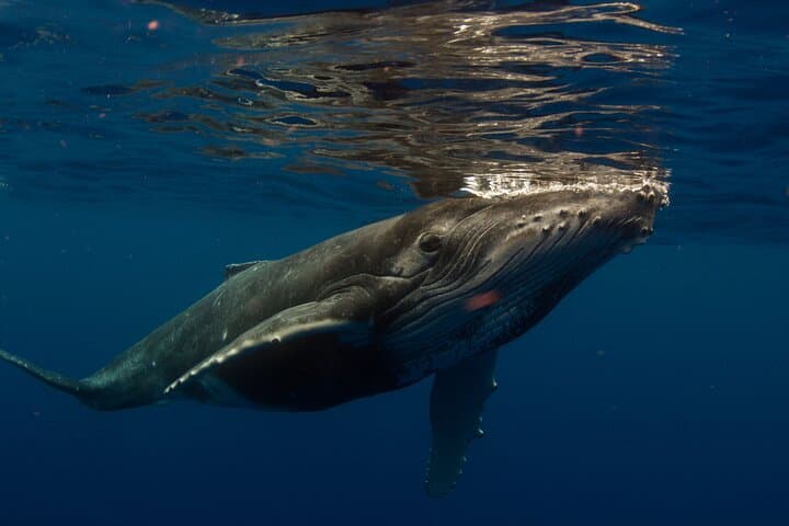 Half-Day Humpback Encounter in Moorea — Swim Respectfully with Calving Whales photo 3
