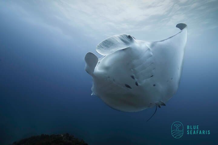 Snorkel Julian Rocks — Guided Byron Bay Marine Sanctuary Experience