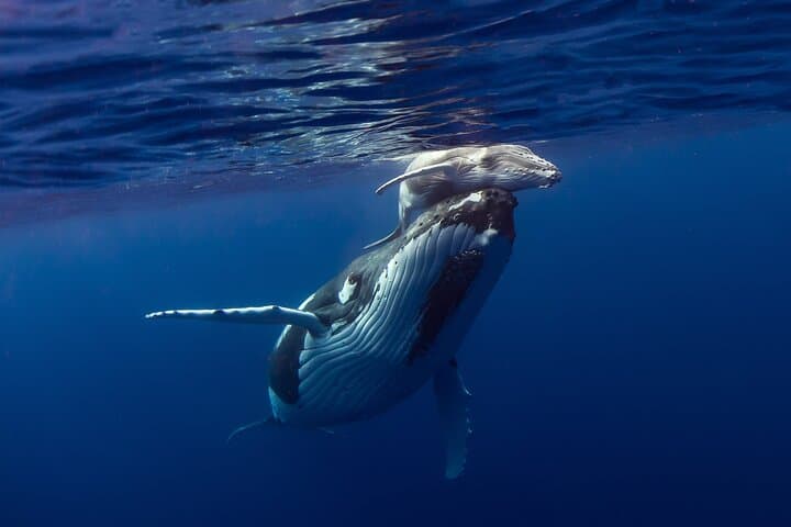 Half-Day Humpback Encounter in Moorea — Swim Respectfully with Calving Whales