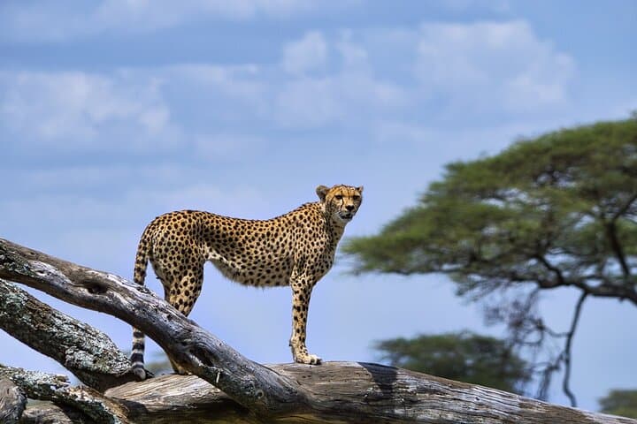 7-Day Northern Tanzania Safari: Serengeti, Ngorongoro & Tarangire photo 3