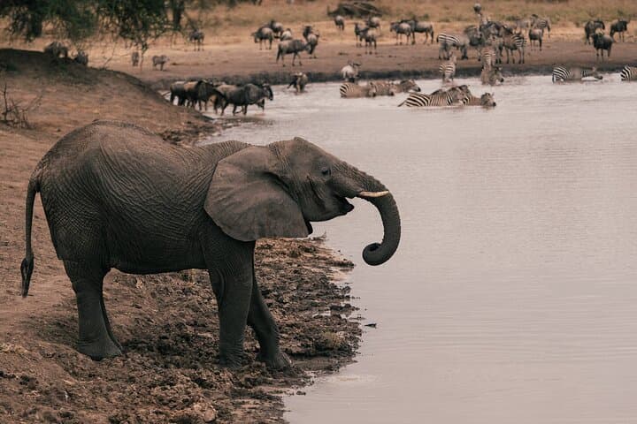 7-Day Northern Tanzania Safari: Serengeti, Ngorongoro & Tarangire photo 6