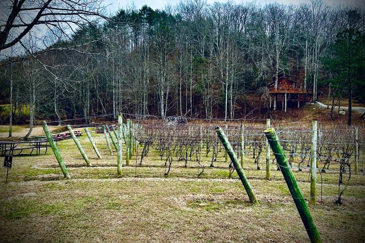 Blue Ridge Waterfall Hike and Wine Tasting Day Trip from Atlanta photo 3