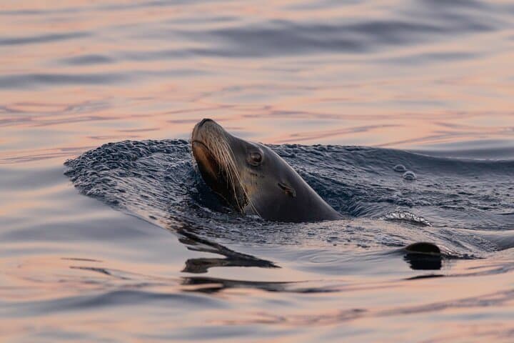 Sunrise Whale Watching in Cabo: Educational Tour with Photos photo 5