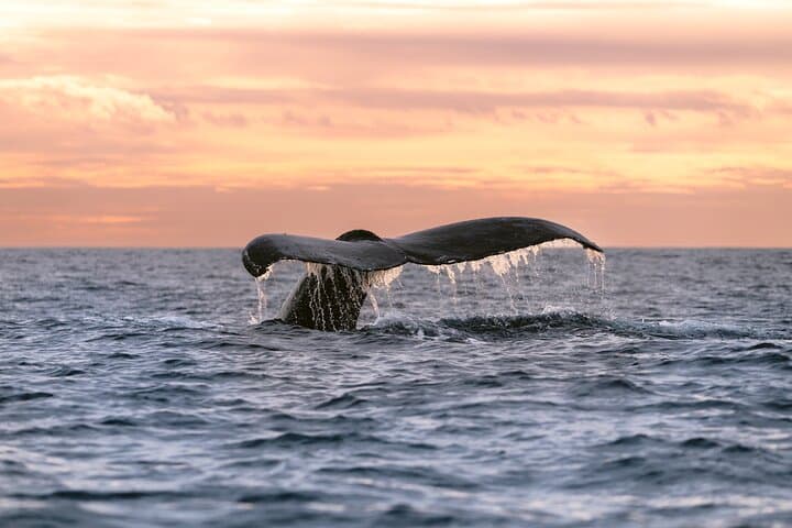 Sunrise Whale Watching in Cabo: Educational Tour with Photos