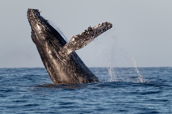 Sunrise Whale Watching in Cabo: Educational Tour with Photos photo 4