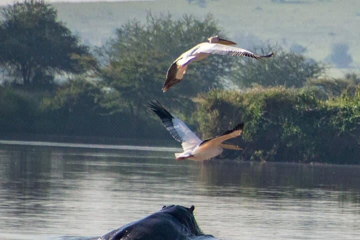 Lake Naivasha & Hell's Gate Day Trip: Rift Valley Boat Ride, Wildlife & Hike photo 3
