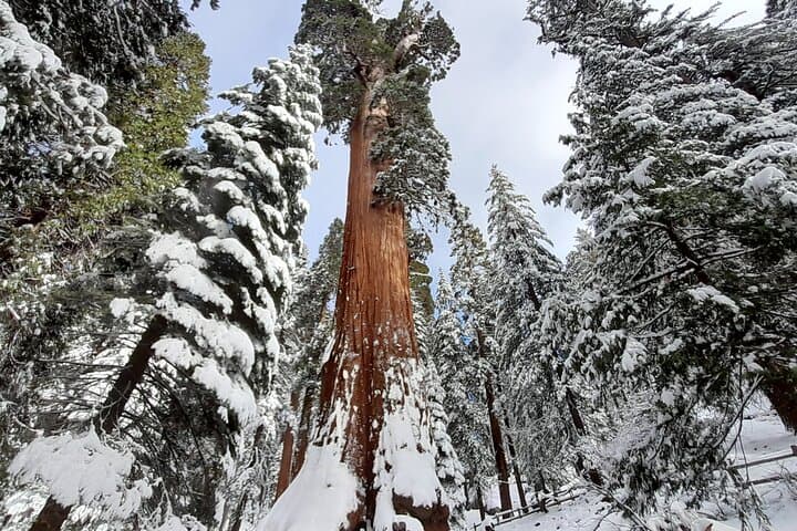 Private Winter Sequoia Tour with Former Park Rangers — 4-Hour Sequoia & Kings Canyon Experience photo 3