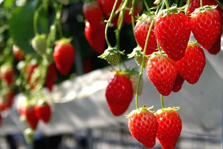Mt Fuji Panoramic Ropeway, Fruit Picking & Oishi Park Day Tour from Tokyo photo 4