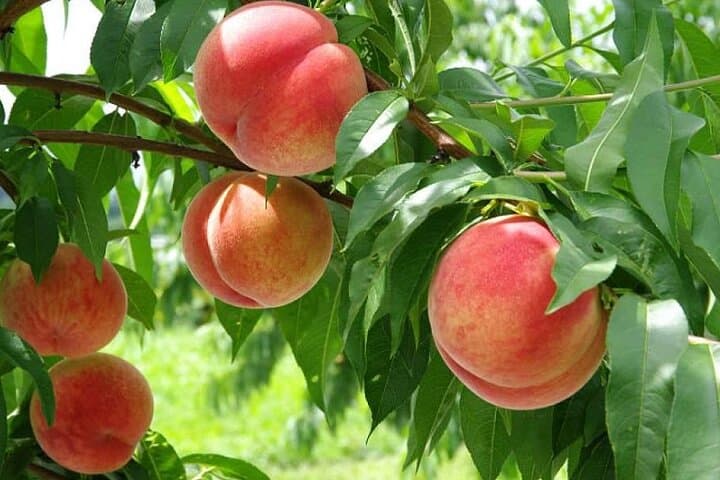Mt Fuji Panoramic Ropeway, Fruit Picking & Oishi Park Day Tour from Tokyo photo 5