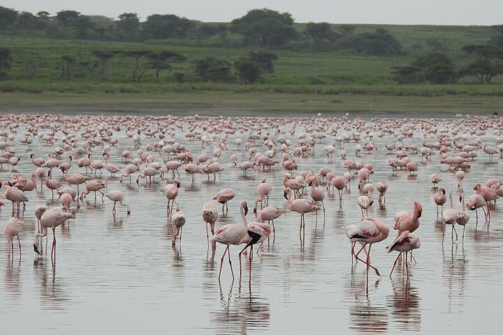 5-Day Private Camping Safari: Serengeti, Ngorongoro & Lake Manyara photo 5
