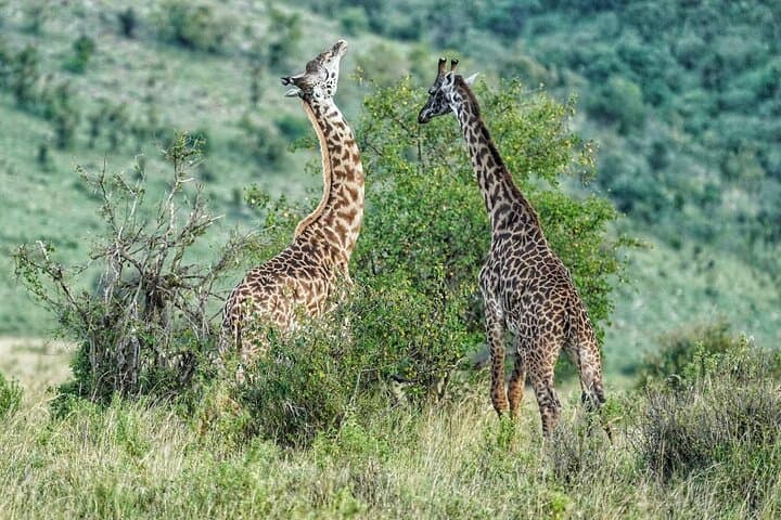 5-Day Private Camping Safari: Serengeti, Ngorongoro & Lake Manyara