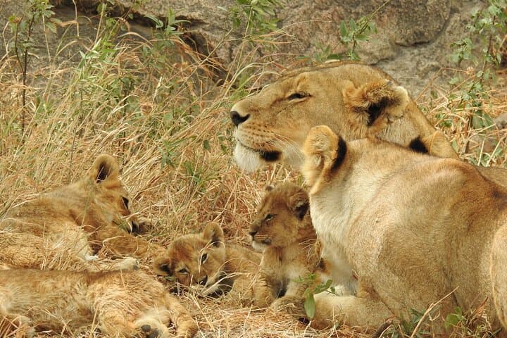 5-Day Private Camping Safari: Serengeti, Ngorongoro & Lake Manyara photo 2