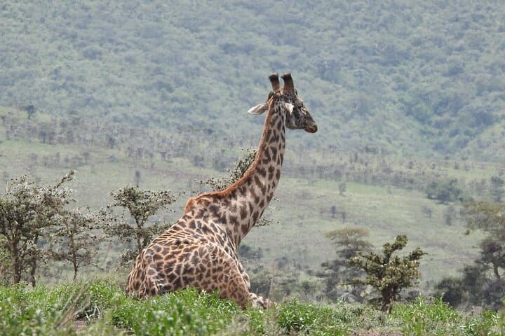 5-Day Private Camping Safari: Serengeti, Ngorongoro & Lake Manyara photo 3