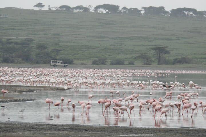 5-Day Private Camping Safari: Serengeti, Ngorongoro & Lake Manyara photo 4