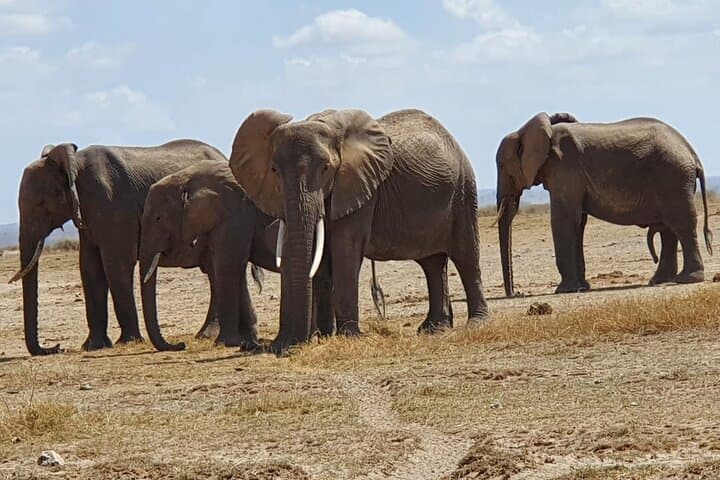 Amboseli Luxury Safari: Kilimanjaro Views, Elephant Herds & Tsavo History photo 3