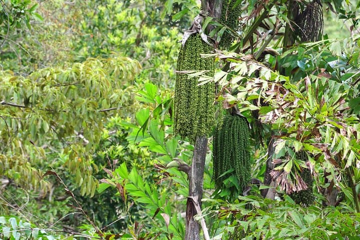 Nui Chua Day Trek: Vinh Hy Bay Waterfall, Red Rock & Jungle Views photo 5